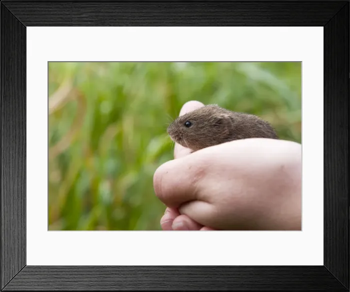 Framed Print : Picture No. 10876209 Framed Print : Picture No. 10876209