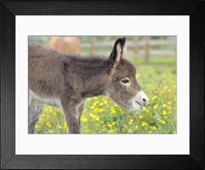 Framed Print : Picture No. 10875970 Framed Print : Picture No. 10875970