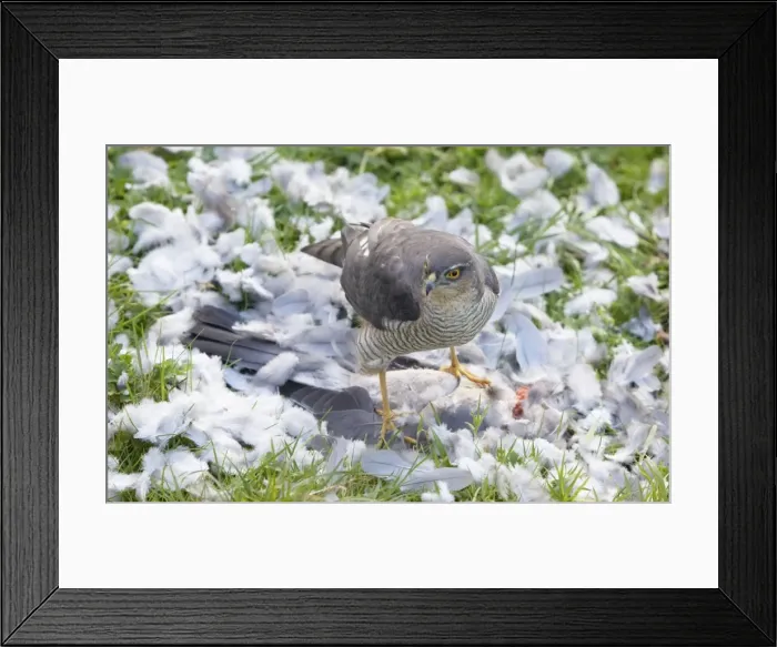 Framed Print : Picture No. 10876436