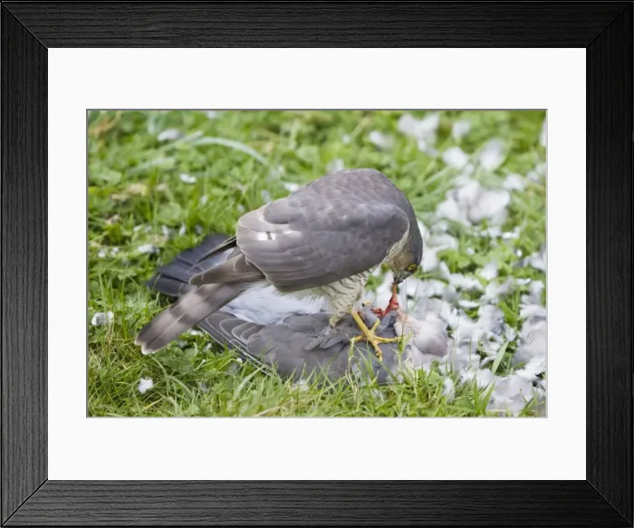 Framed Print : Picture No. 10876433 Framed Print : Picture No. 10876433
