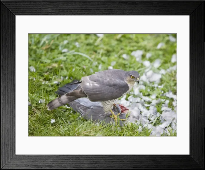 Framed Print : Picture No. 10876432 Framed Print : Picture No. 10876432