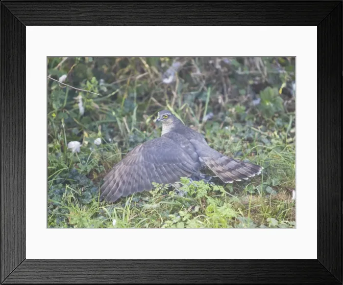 Framed Print : Picture No. 10876437 Framed Print : Picture No. 10876437