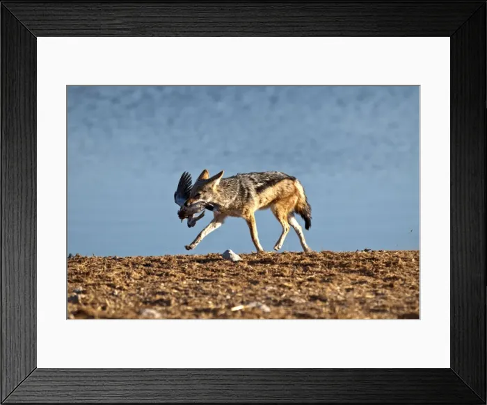 Framed Print : Picture No. 10876573 Framed Print : Picture No. 10876573