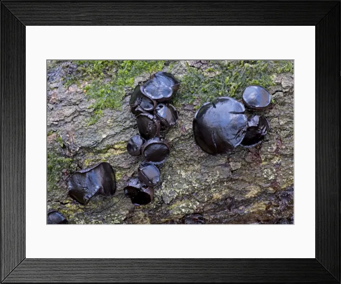 Framed Print : Picture No. 10876629 Framed Print : Picture No. 10876629