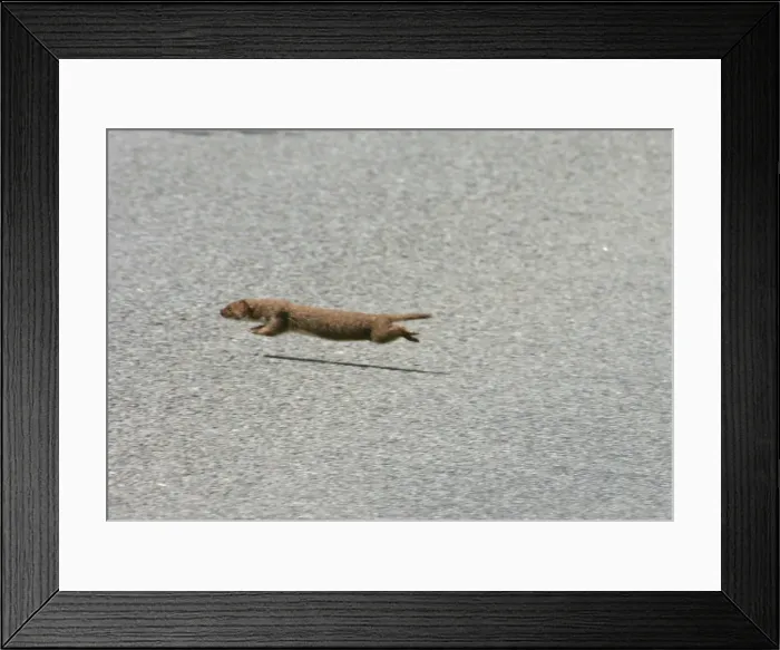 Framed Print : Picture No. 10876665 Framed Print : Picture No. 10876665