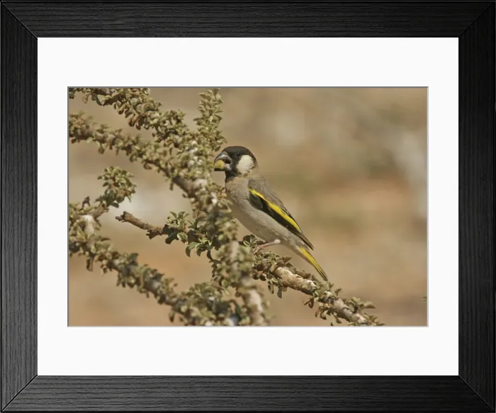 Framed Print : Picture No. 10876666 Framed Print : Picture No. 10876666
