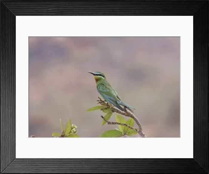 Framed Print : Picture No. 10876662 Framed Print : Picture No. 10876662