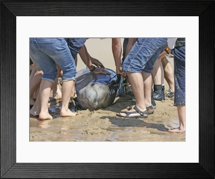 Framed Print : Picture No. 10876669 Framed Print : Picture No. 10876669