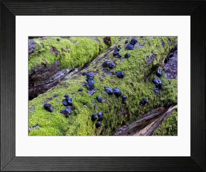 Framed Print : Picture No. 10876630 Framed Print : Picture No. 10876630