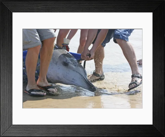 Framed Print : Picture No. 10876673