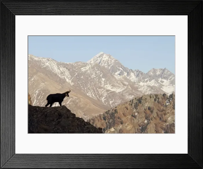 Framed Print : Picture No. 10876796