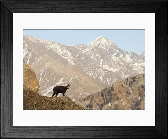 Framed Print : Picture No. 10876795 Framed Print : Picture No. 10876795
