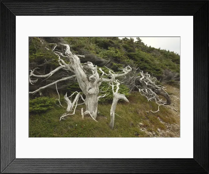 Framed Print : Picture No. 10876816