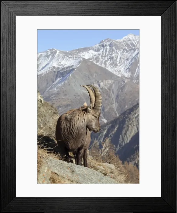 Framed Print : Picture No. 10876839 Framed Print : Picture No. 10876839