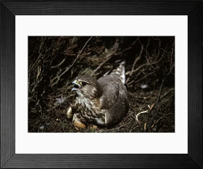 Framed Print : Picture No. 10876860 Framed Print : Picture No. 10876860