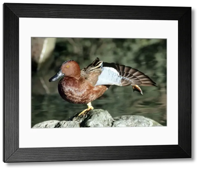 Framed Print : Picture No. 10876864 Framed Print : Picture No. 10876864