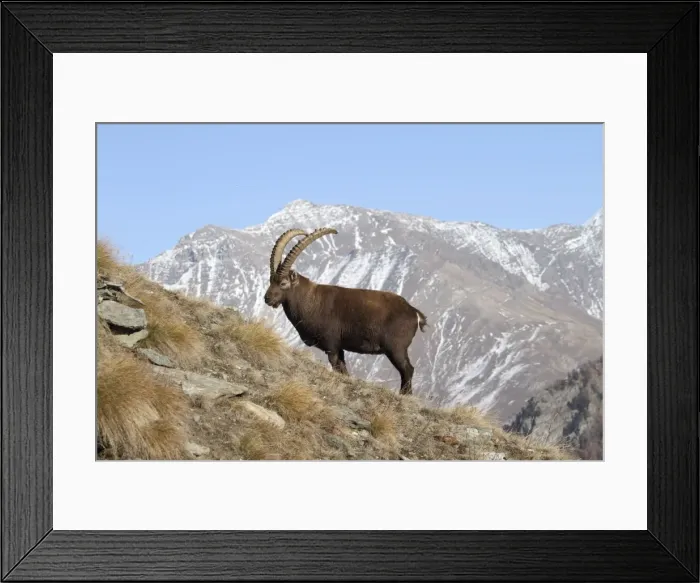 Framed Print : Picture No. 10876844
