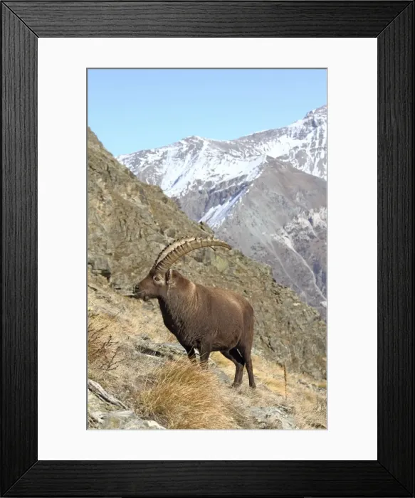 Framed Print : Picture No. 10876841 Framed Print : Picture No. 10876841