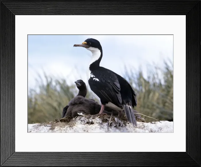 Framed Print : Picture No. 10876865 Framed Print : Picture No. 10876865