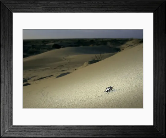 Framed Print : Picture No. 10876891 Framed Print : Picture No. 10876891