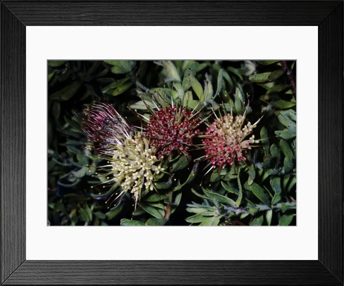Framed Print : Picture No. 10876858 Framed Print : Picture No. 10876858