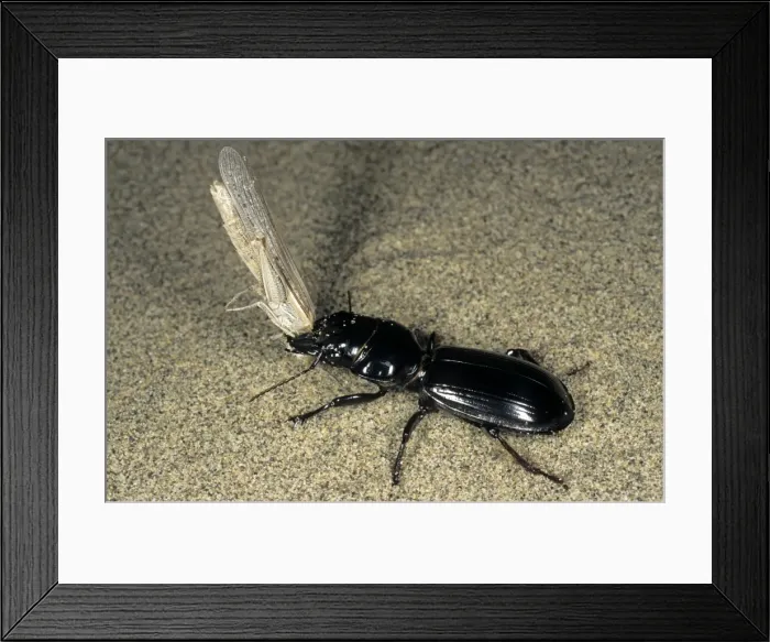 Framed Print : Picture No. 10876929 Framed Print : Picture No. 10876929