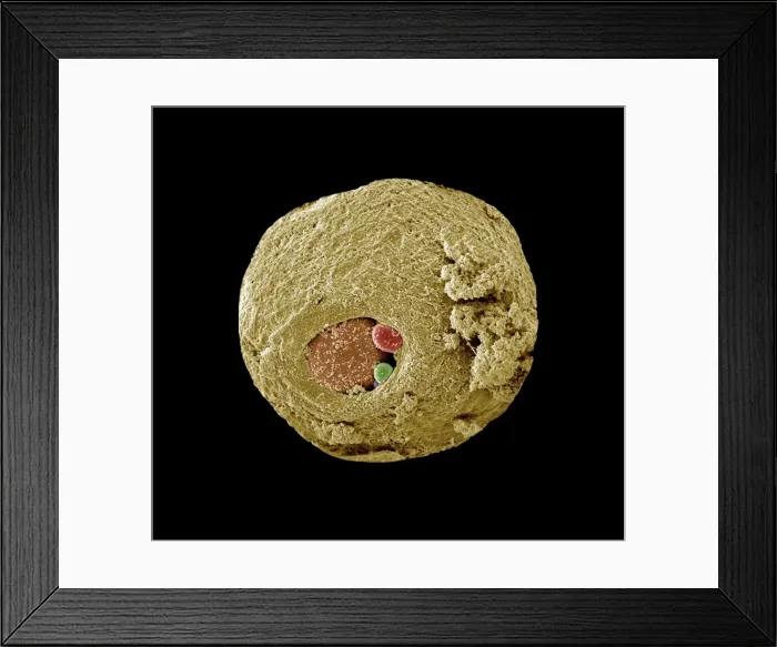 Framed Print : Picture No. 10876988 Framed Print : Picture No. 10876988