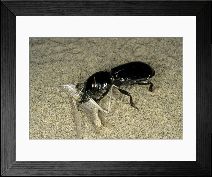 Framed Print : Picture No. 10876918 Framed Print : Picture No. 10876918