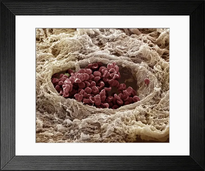 Framed Print : Picture No. 10876987 Framed Print : Picture No. 10876987