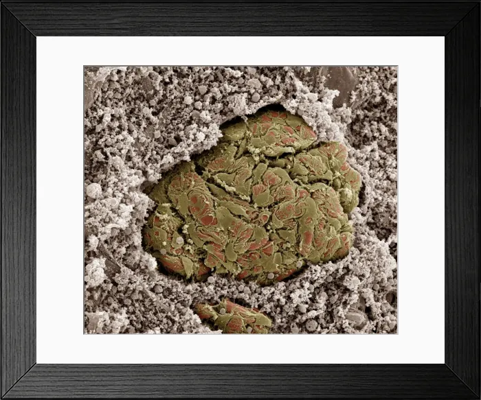 Framed Print : Picture No. 10876992 Framed Print : Picture No. 10876992