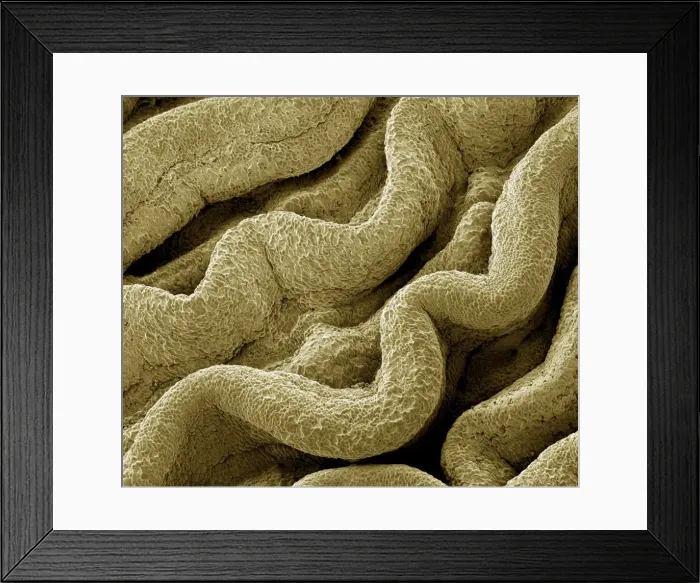 Framed Print : Picture No. 10876989