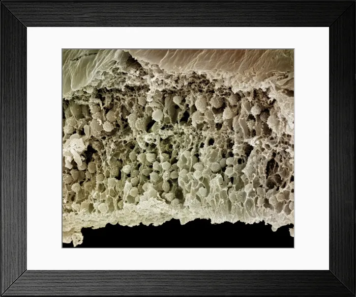 Framed Print : Picture No. 10876995 Framed Print : Picture No. 10876995