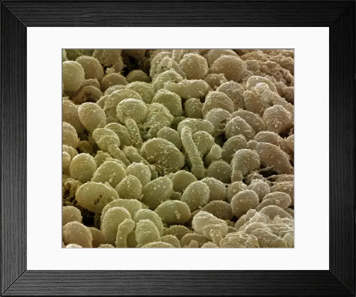 Framed Print : Picture No. 10876993 Framed Print : Picture No. 10876993