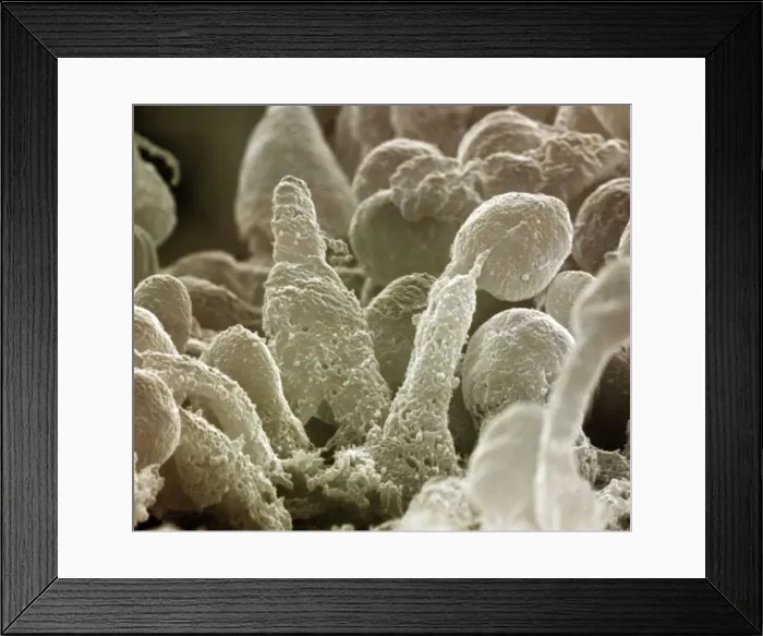 Framed Print : Picture No. 10876996 Framed Print : Picture No. 10876996