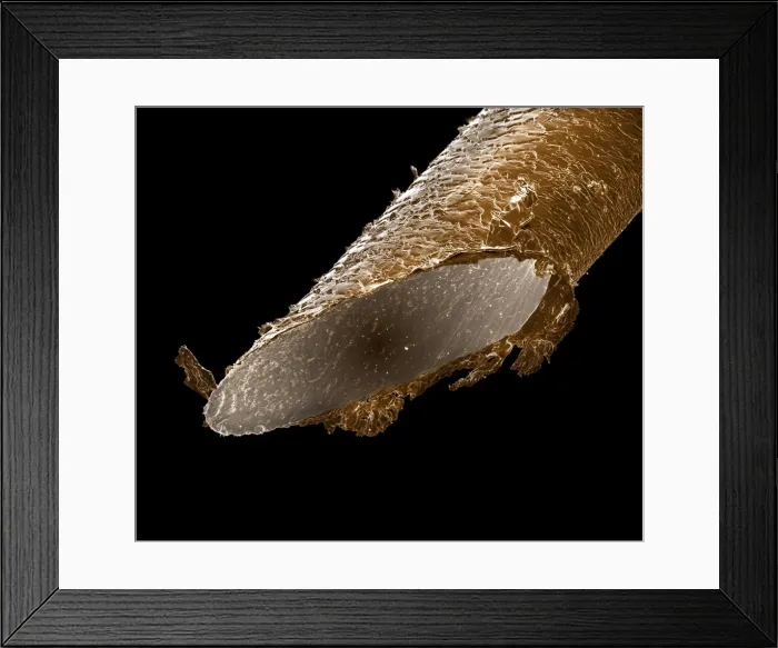 Framed Print : Picture No. 10877003 Framed Print : Picture No. 10877003