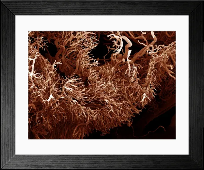 Framed Print : Picture No. 10877009 Framed Print : Picture No. 10877009