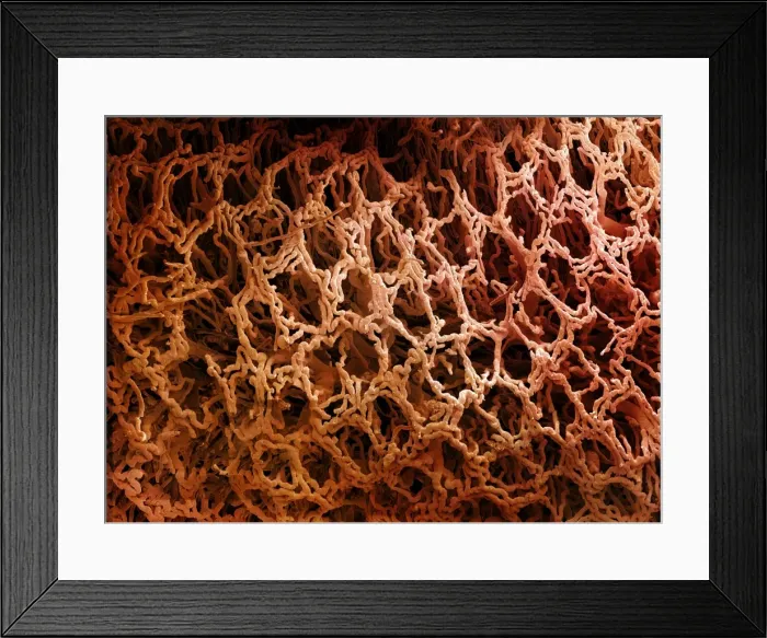Framed Print : Picture No. 10877008 Framed Print : Picture No. 10877008