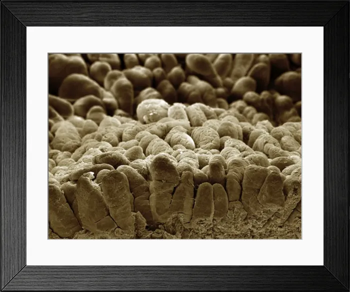 Framed Print : Picture No. 10877012