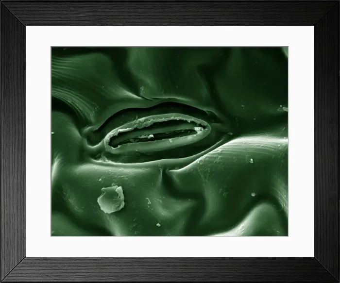 Framed Print : Picture No. 10877021 Framed Print : Picture No. 10877021