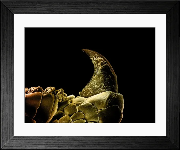Framed Print : Picture No. 10877013