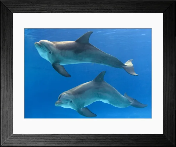 Framed Print : Picture No. 10877037