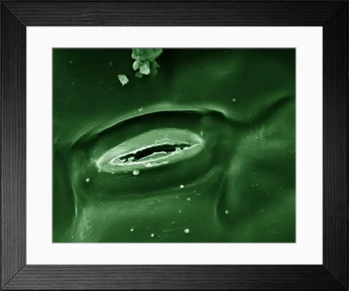 Framed Print : Picture No. 10877020 Framed Print : Picture No. 10877020
