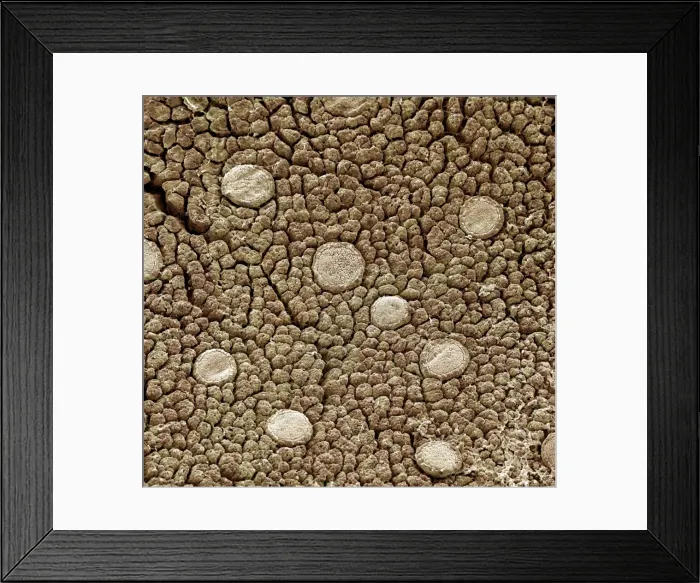 Framed Print : Picture No. 10877011 Framed Print : Picture No. 10877011