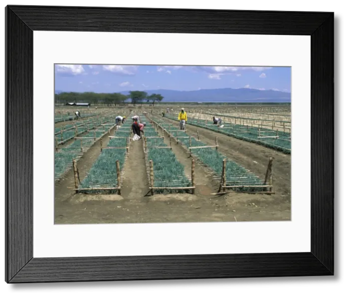 Framed Print : Picture No. 10877094 Framed Print : Picture No. 10877094