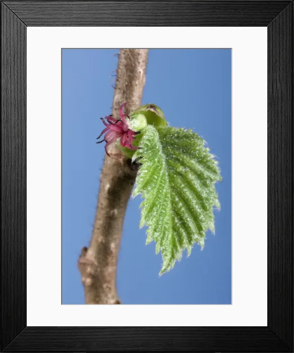 Framed Print : Picture No. 10877112 Framed Print : Picture No. 10877112