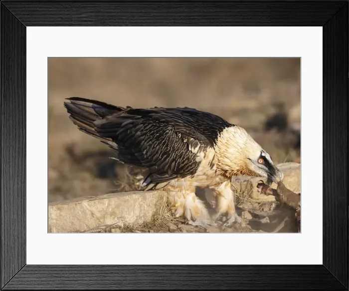 Framed Print : Picture No. 10877170 Framed Print : Picture No. 10877170