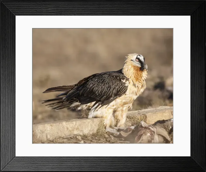 Framed Print : Picture No. 10877171 Framed Print : Picture No. 10877171