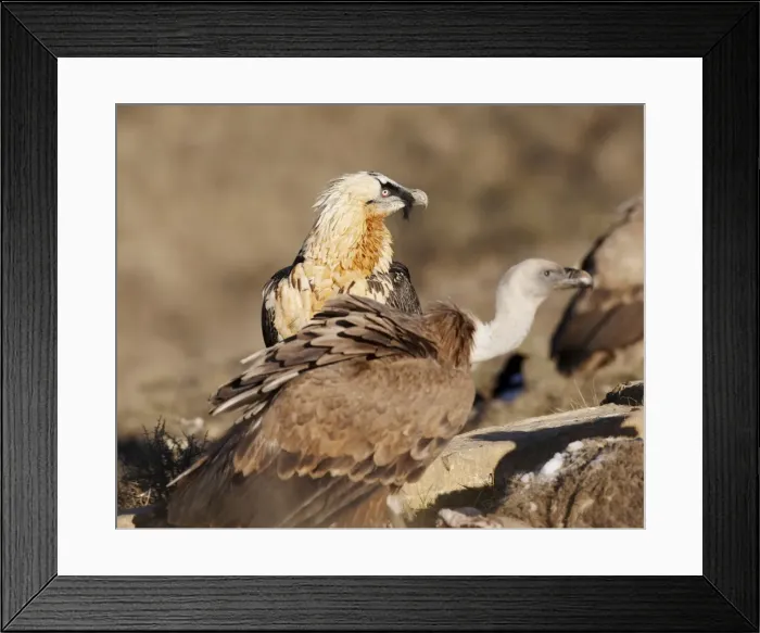 Framed Print : Picture No. 10877174 Framed Print : Picture No. 10877174