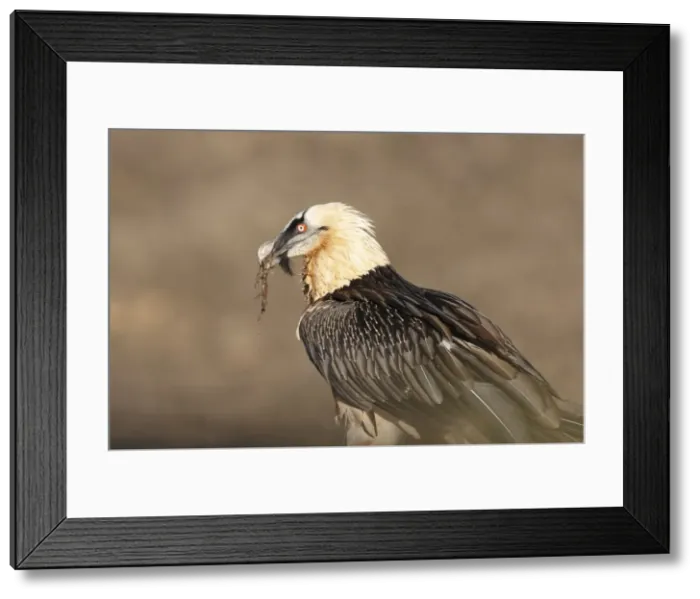 Framed Print : Picture No. 10877172 Framed Print : Picture No. 10877172