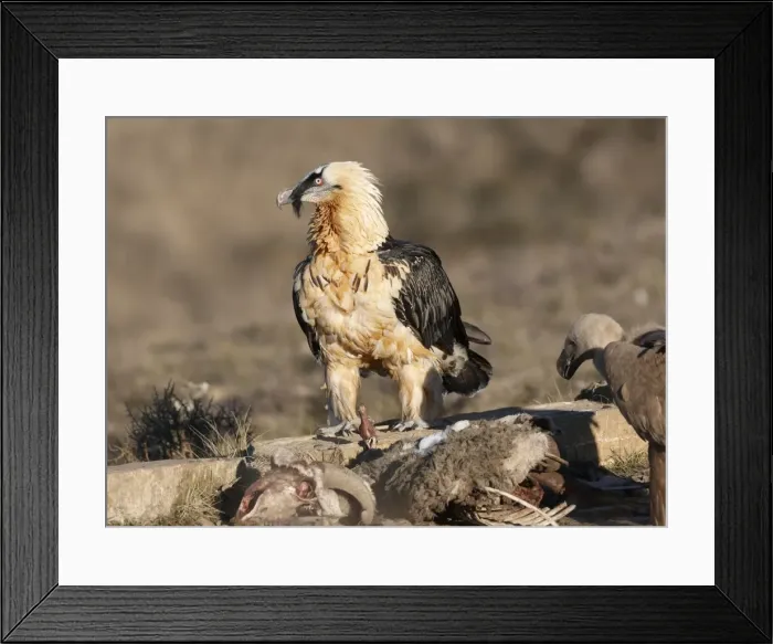 Framed Print : Picture No. 10877178 Framed Print : Picture No. 10877178